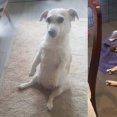 When your pet is a little bit strange: 15 of photos and gifs that accurately you laugh