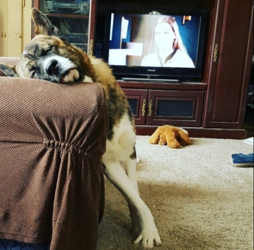 When your pet is a little bit strange: 15 of photos and gifs that accurately you laugh When your pet is a little bit strange: 15 of photos and gifs that accurately you laugh