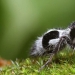 White and fluffy, "killer cows": the ants are-impostors with which to be reckoned White and fluffy, "killer cows": the ants are-impostors with which to be reckoned