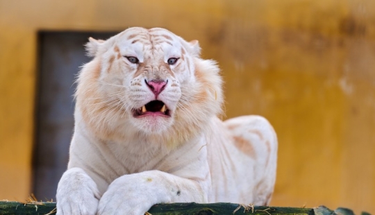 White tigers