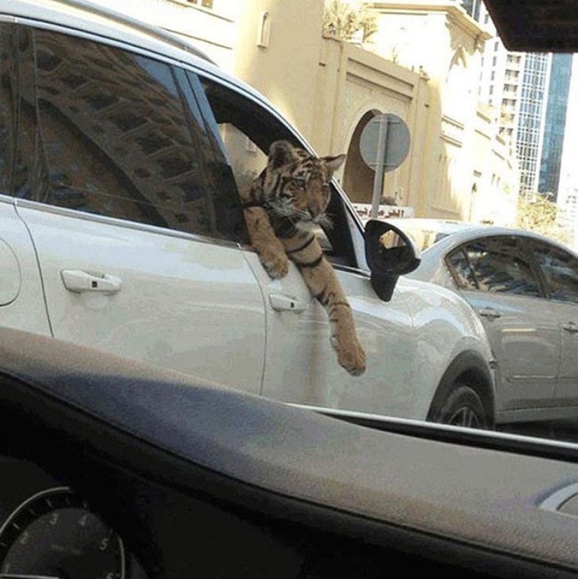 Who are you, Dubai, goodbye: maddening and a little funny luxury