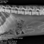 Who lives in the little house: X-rays of pregnant animals Who lives in the little house: X-rays of pregnant animals