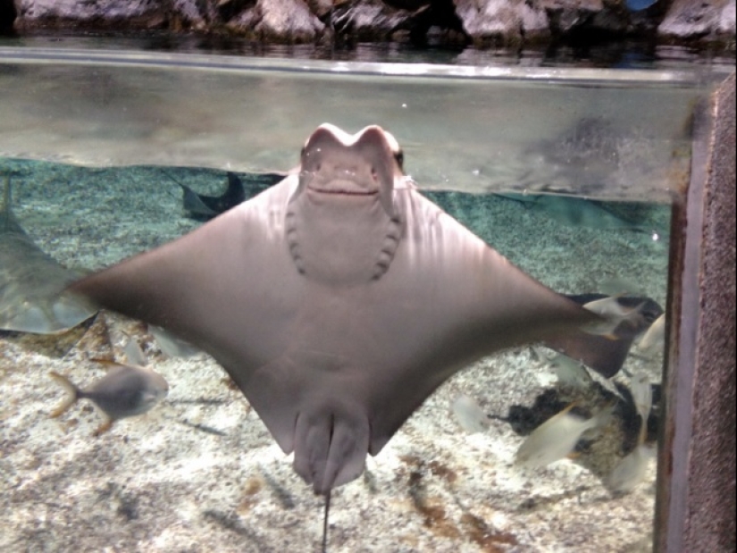 Who said that animals can't smile?