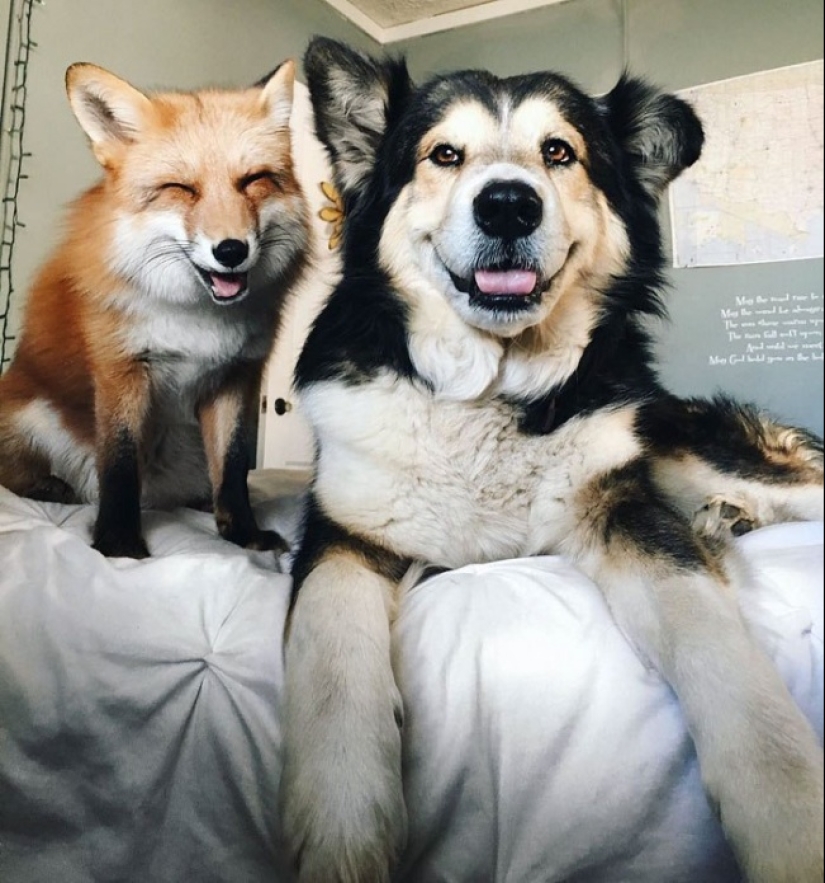 Who said that animals can't smile?