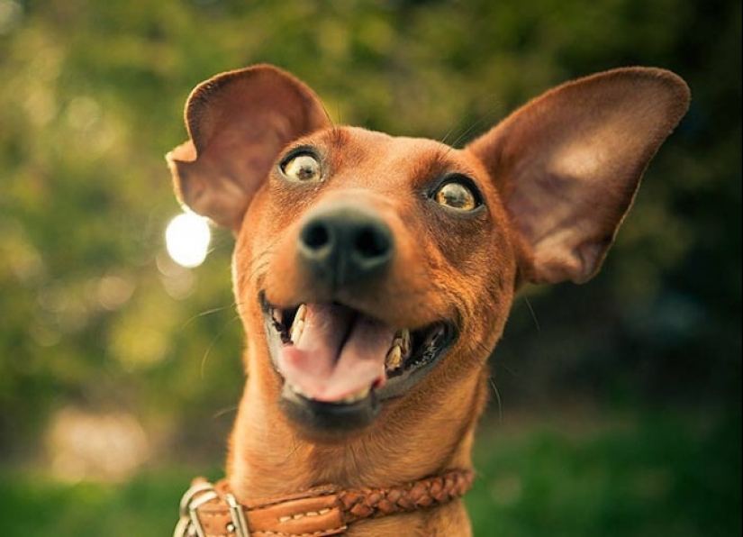 Who said that animals can't smile?