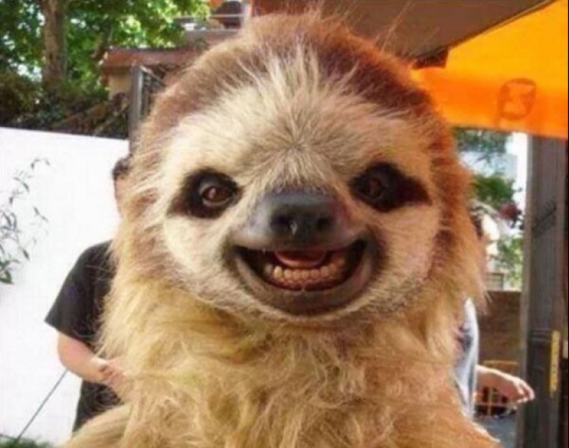 Who said that animals can't smile?