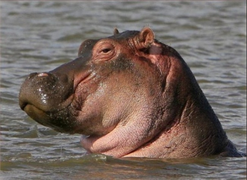 Who said that animals can't smile?