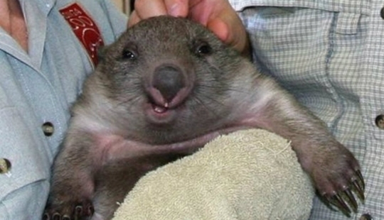 Who said that animals can't smile? Who said that animals can't smile?