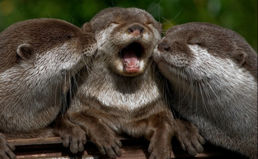 Who said that animals can't smile?
