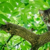 Why a cat sometimes can’t come down from a tree and how to help it Why a cat sometimes can’t come down from a tree and how to help it