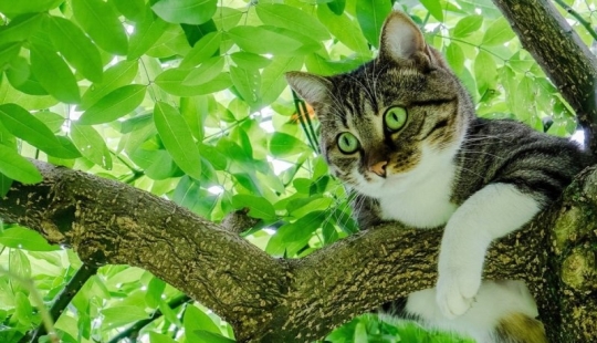 Why a cat sometimes can’t come down from a tree and how to help it Why a cat sometimes can’t come down from a tree and how to help it
