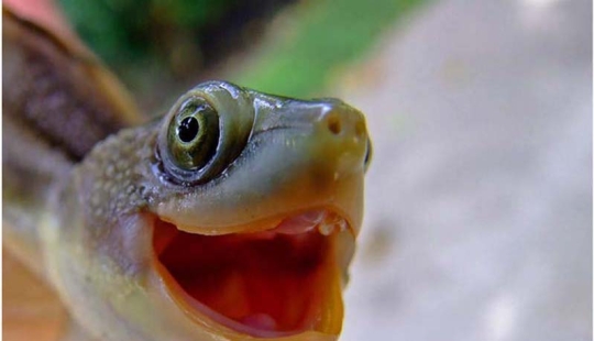 Why are turtles better than cats