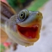 Why are turtles better than cats Why are turtles better than cats