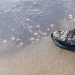 Why at the beach in Canada find sneakers with severed feet Why at the beach in Canada find sneakers with severed feet