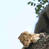 Why baboons steal little cubs Why baboons steal little cubs