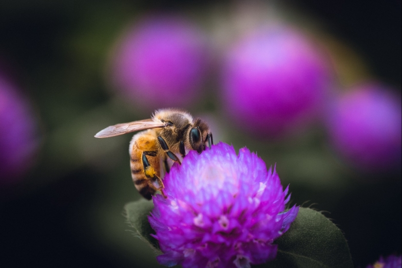 Why bees in the USA make the wrong honey