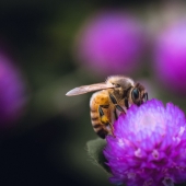 Why bees in the USA make the wrong honey Why bees in the USA make the wrong honey