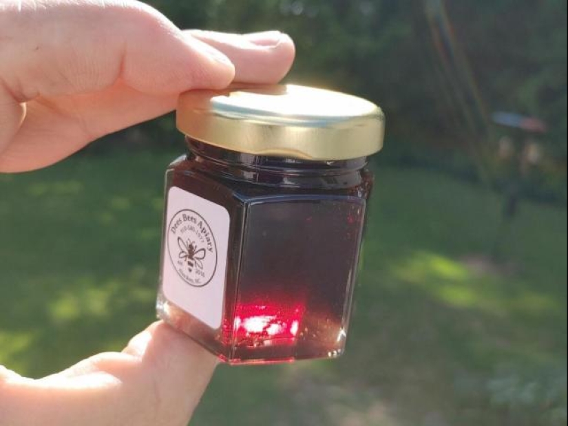Why bees in the USA make the wrong honey