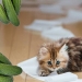 Why cats are afraid of cucumbers: the authoritative opinion of scientists Why cats are afraid of cucumbers: the authoritative opinion of scientists