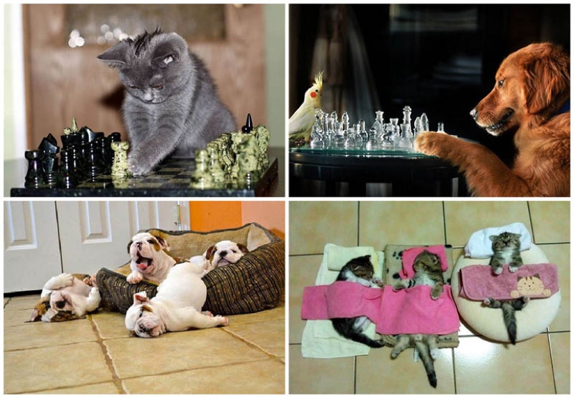Why cats are better than dogs