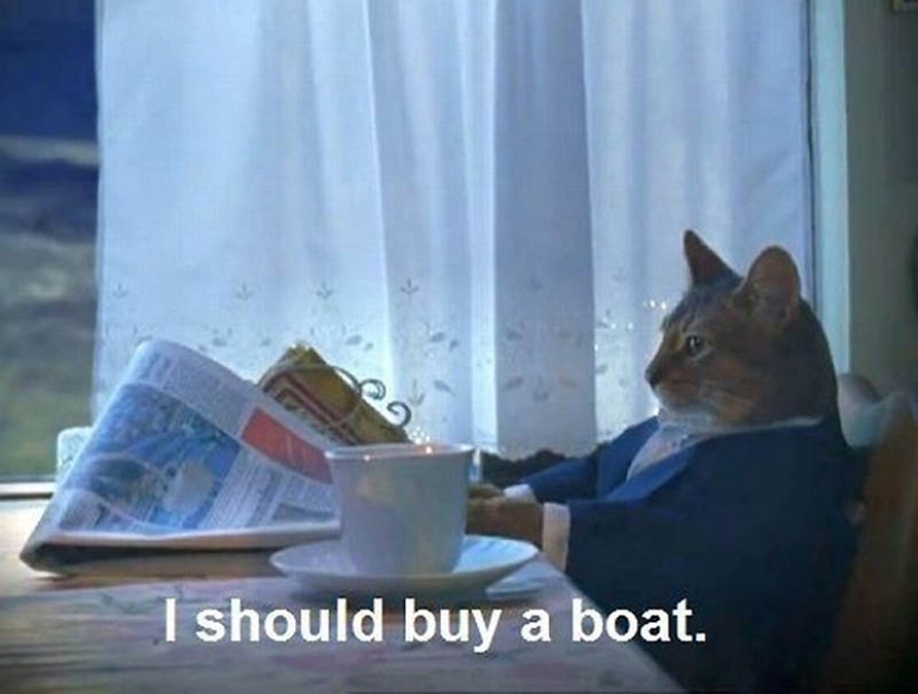 Why cats are better than dogs