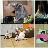 Why cats are better than dogs Why cats are better than dogs