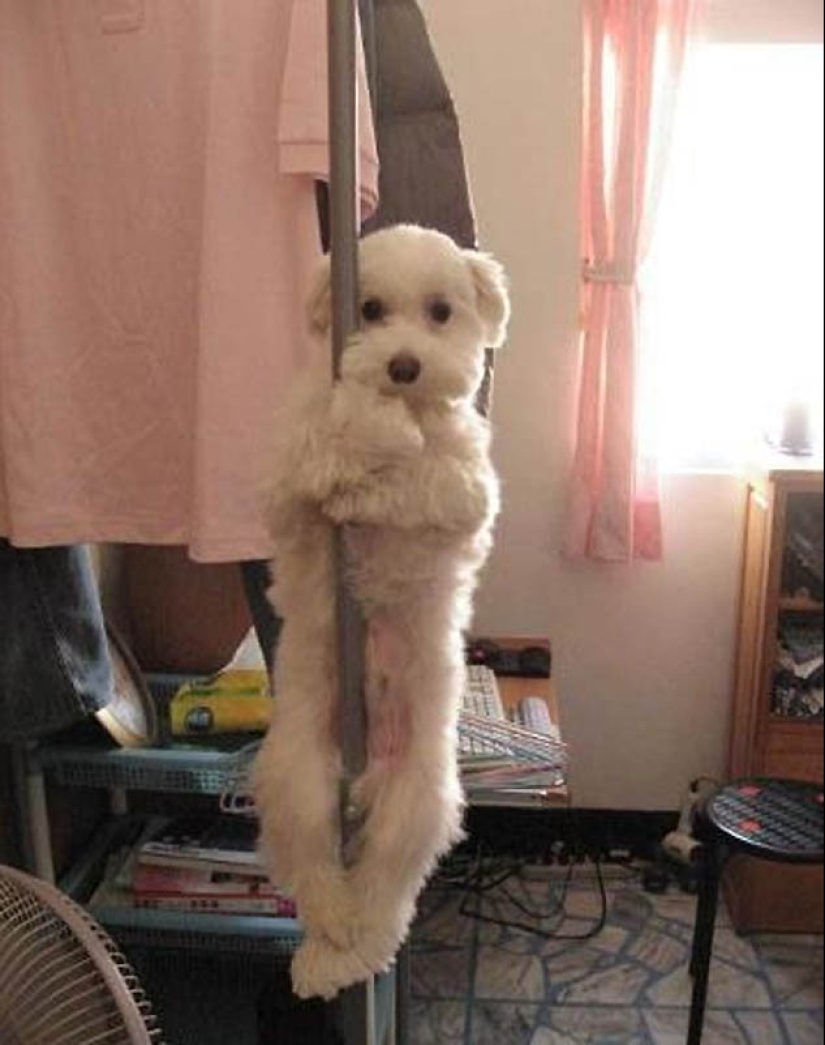 Why cats are better than dogs