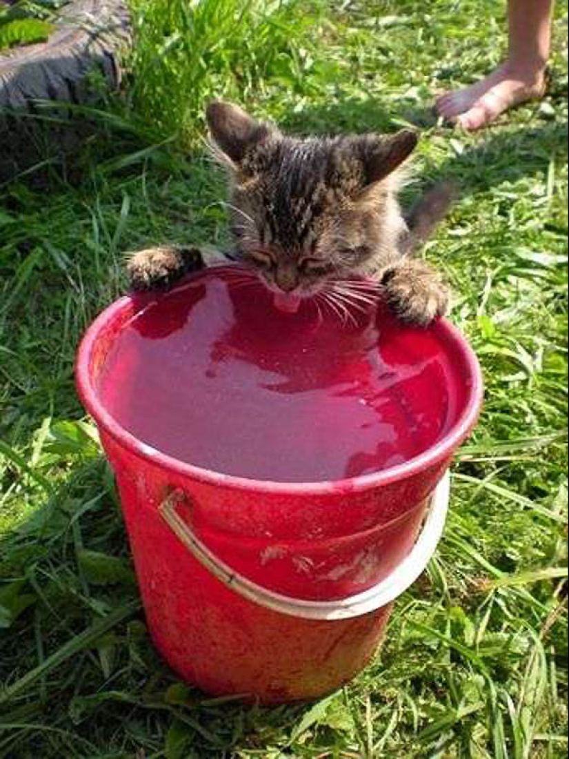 Why cats are better than dogs