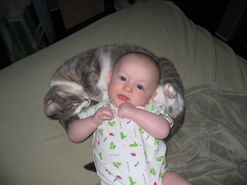 Why cats are better than dogs