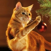 Why cats so attracted to Christmas trees? Why cats so attracted to Christmas trees?