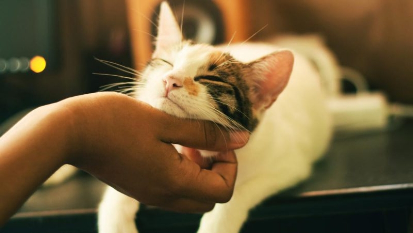 Why Cats Treat Women better than Men