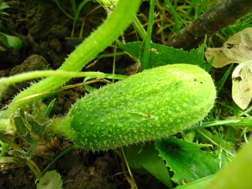 Why cucumbers are covered with pimples