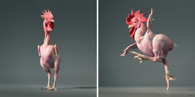 Why did Israeli breeders breed a naked chicken Why did Israeli breeders breed a naked chicken