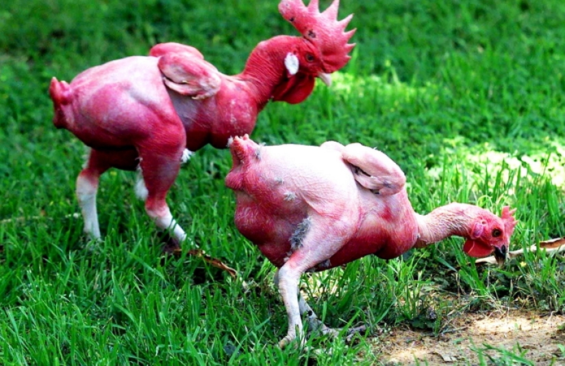 Why did Israeli breeders breed a naked chicken Why did Israeli breeders breed a naked chicken