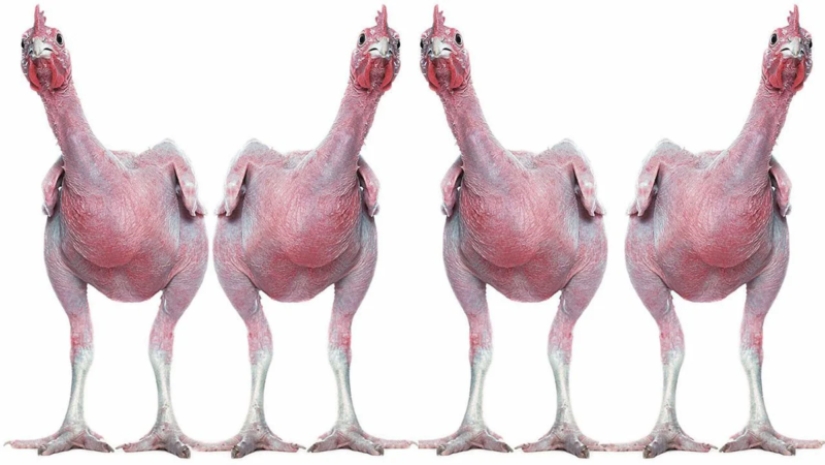 Why did Israeli breeders breed a naked chicken Why did Israeli breeders breed a naked chicken