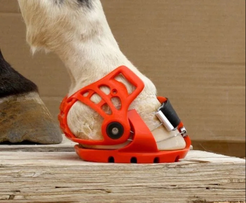 Why did man start shoeing horses?