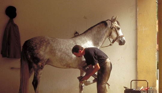 Why did man start shoeing horses?