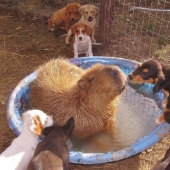 Why do all animals love capybaras