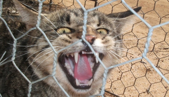Why do Australians need a "great wall" against cats Why do Australians need a "great wall" against cats