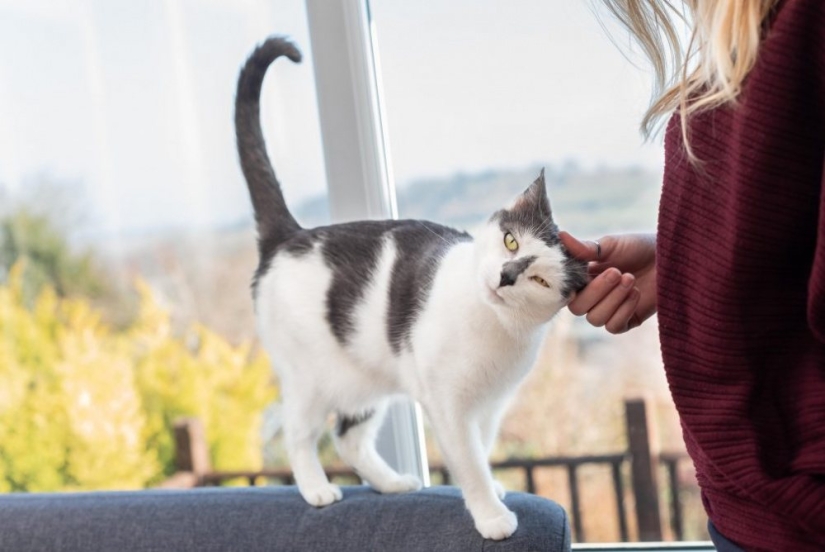 Why do cats throw objects off the table, and is it worth fighting it?