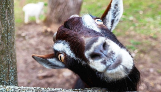 Why do goats have rectangular pupils?