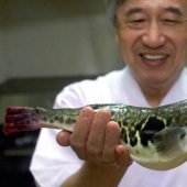 Why do gourmets value the deadly puffer fish and what risks do they take?