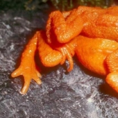 Why do male harlequin toads sit on the necks of their chosen ones for six months