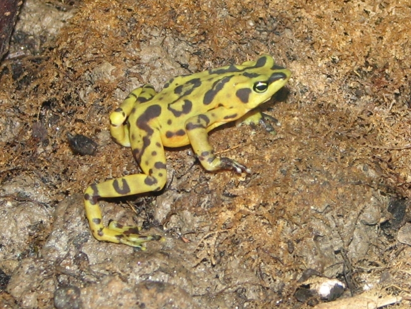Why do male harlequin toads sit on the necks of their chosen ones for six months