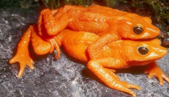 Why do male harlequin toads sit on the necks of their chosen ones for six months