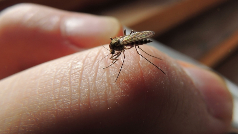 Why do mosquitoes bite some people more than others? Why do mosquitoes bite some people more than others?