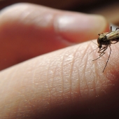 Why do mosquitoes bite some people more than others? Why do mosquitoes bite some people more than others?