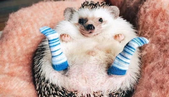 Why doctors recommend sleeping in socks: 5 important reasons