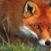 Why does a fox have a pointed muzzle? Why does a fox have a pointed muzzle?