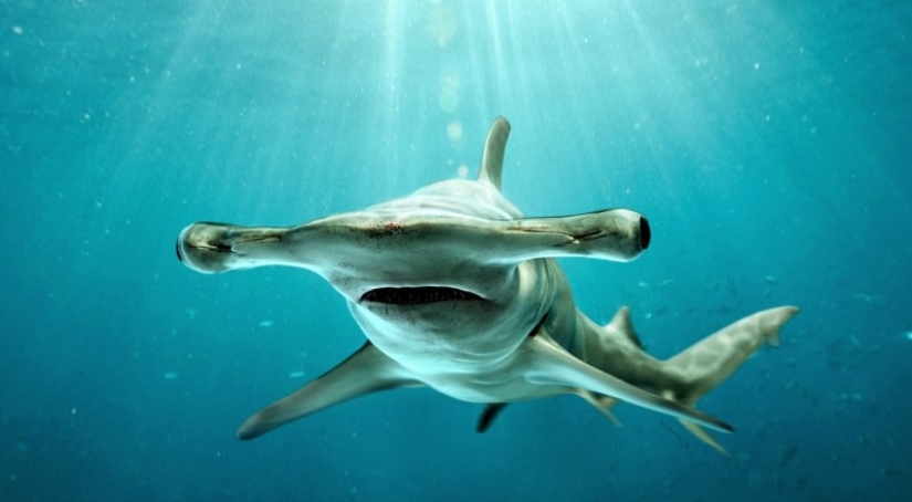 Why does the hammerhead shark have such a strange head shape? Why does the hammerhead shark have such a strange head shape?